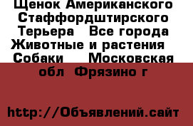 Щенок Американского Стаффордштирского Терьера - Все города Животные и растения » Собаки   . Московская обл.,Фрязино г.